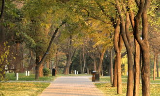 我愛校園中學(xué)作文600字