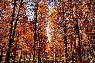 作文,小樹林,美麗,校園