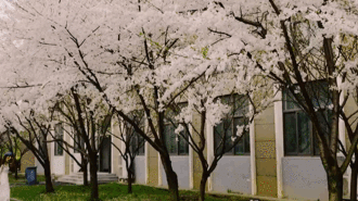 櫻花,作文,走進(jìn),校園