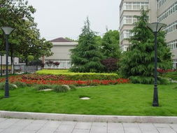 關(guān)于校園采風的作文