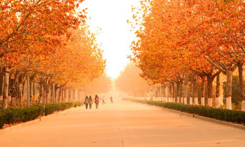 校園秋色美作文1oo字