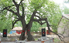 寫校園槐樹的作文400字