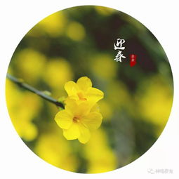 寫校園的迎春花作文