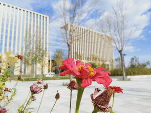 作文心中的校園風(fēng)景