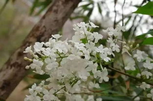 作文,丁香花,開滿,校園