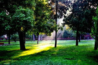 校園里的早晨300字作文