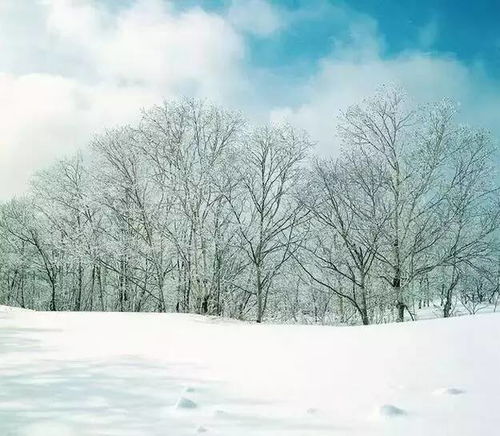 校園雪景作文開頭結(jié)尾