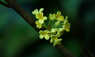 校園的桂花樹作文250