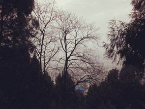 校園深秋的雨作文300字作文