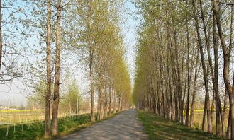 楊樹,作文,一棵,校園里