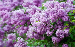 開滿丁香花的校園作文1000