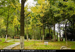 校園里小路兩旁的銀杏樹作文