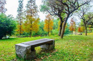 高中校園秋景600字作文結(jié)尾