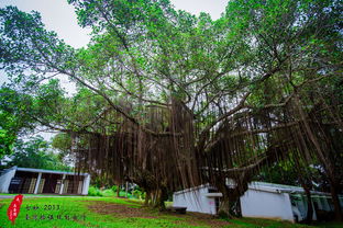 校園的一角大榕樹作文,校園里的大榕樹作文,校園的大榕樹作文300字