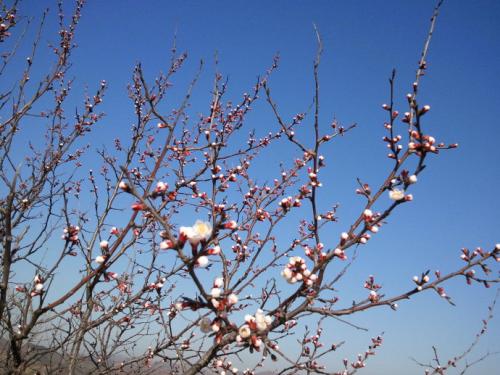 春天的校園風鈴花作文300字