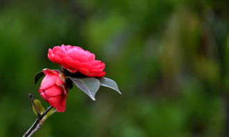 校園的山茶花小作文400字