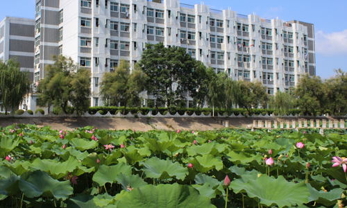 二級作文夏天的校園