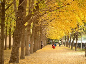 銀杏樹,作文,校園