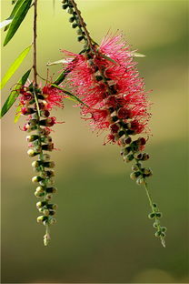作文,鞭炮,校園里