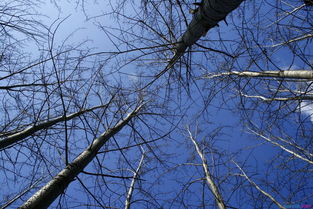 白楊樹,作文,校園里