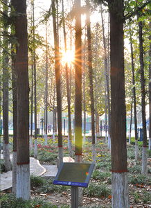 校園一角小樹林作文關(guān)于春夏秋冬