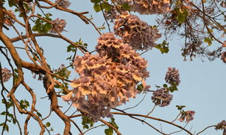 作文,那顆,校園