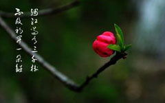 春景,作文,片段,校園