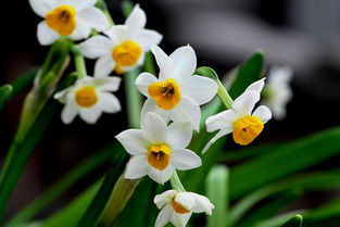 校園的水仙花作文三級(jí)