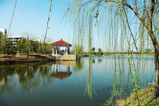 校園春景作文六百字