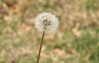 花花草草的校園作文