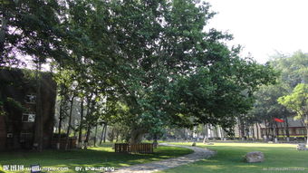 校園的法桐樹作文300字