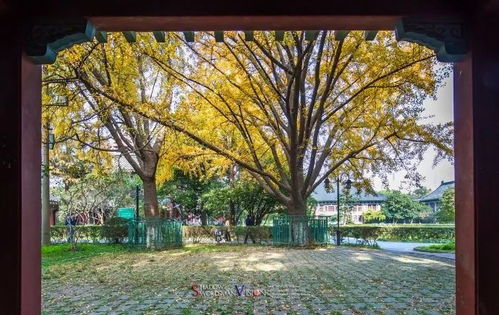 校園作文金色的秋天