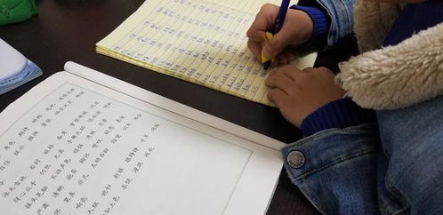 我當小導游校園作文