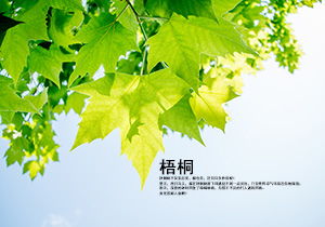 發(fā)生在校園里難忘的作文600字作文