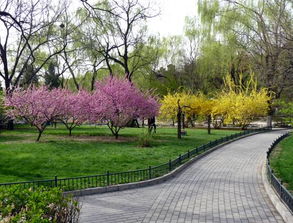 校園的一角作文描寫樹林