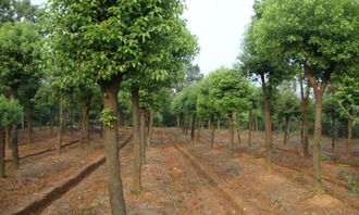 大樟樹作文四季6000字校園