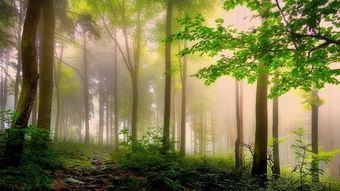 我們的校園春天夏作文600