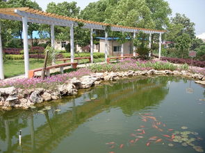 寫美麗的校園景色的作文