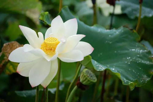 校園夏季的荷花作文600字