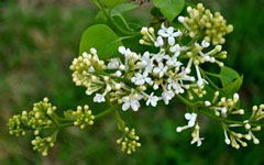 以春天的校園作文350字左右