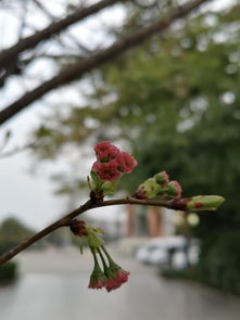 平淡的校園生活作文