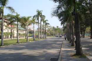 大學(xué)早晨的校園作文