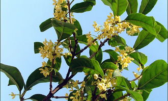 關(guān)于我校園里的桂花樹(shù)的作文本次