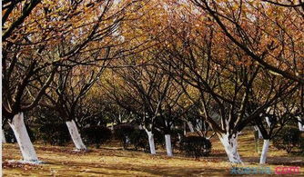 秋天校園里的柳樹作文三級作文