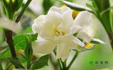 作文校園里的梔子花