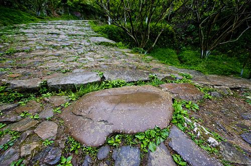 開滿丁香花的校園400字作文