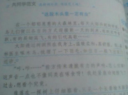 思茅二小校園描寫作文