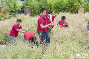 參觀校園農(nóng)耕園作文