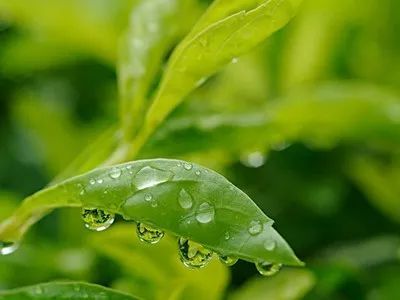 夏日的校園六級(jí)作文