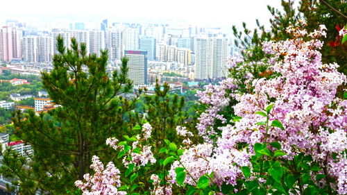 開滿丁香花的校園故事作文500